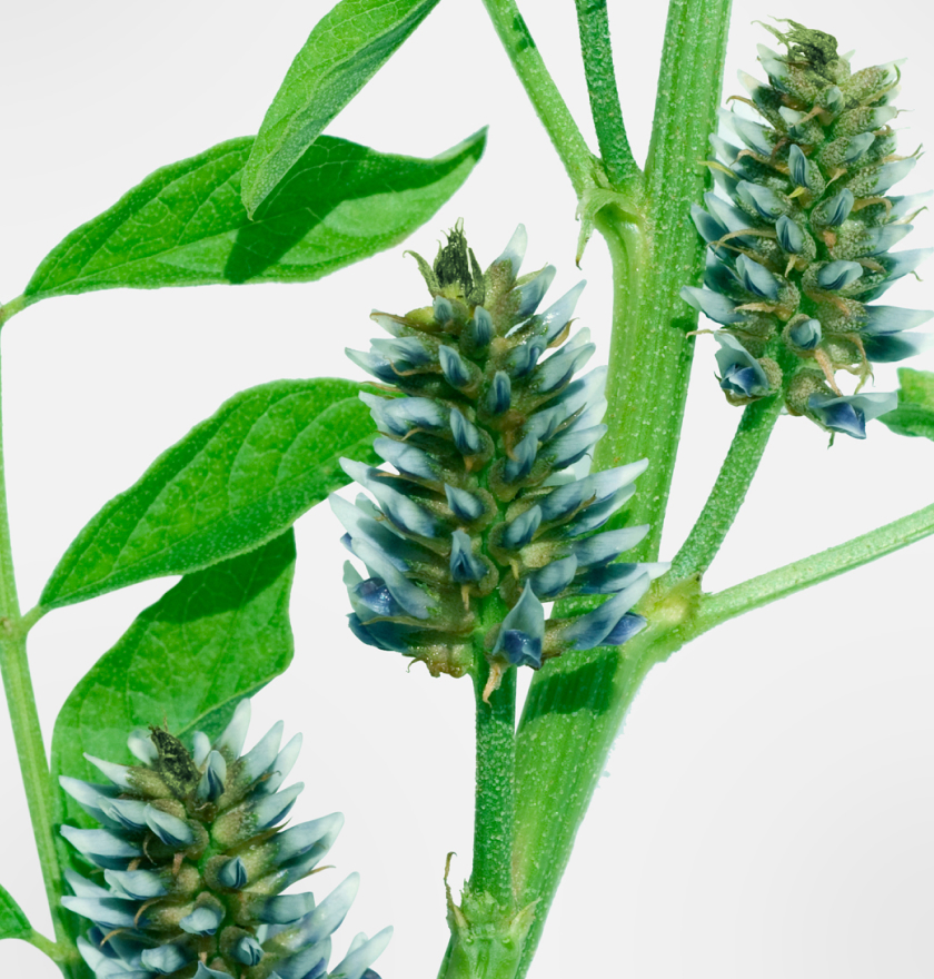 グリチルリチン誘導体