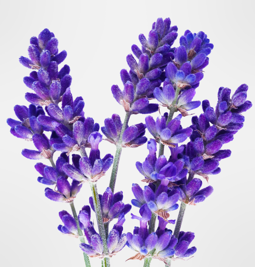 ハーブエキスWLS